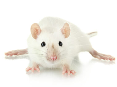 gene therapy for GD1 study