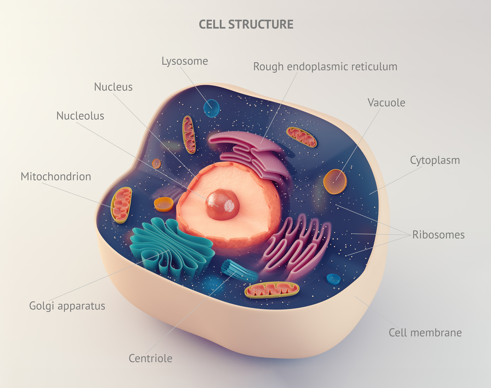 Iron metabolism and enzyme replacement therapy in Gaucher disease