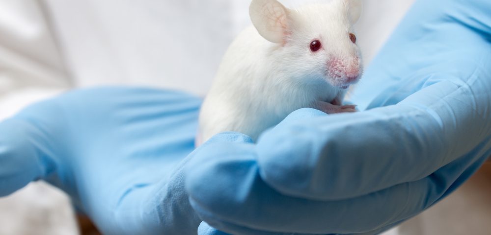 Gaucher Mouse Model Mimics Broad Set of Symptoms to Aid in Therapy Discovery, Study Says