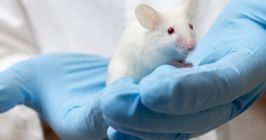 mouse model for Gaucher