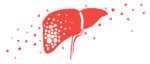 An illustration of the human liver.