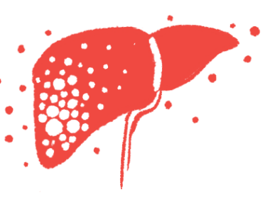 An illustration of the human liver.