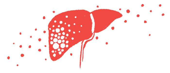 An illustration of the human liver.